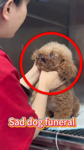 Heartbreaking dog funeral that made me cry
