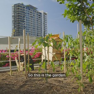 The Flow Hive has revolutionised the beekeeping industry, allowing the beekeeper to harvest honey straight from the hive without disturbing the bees. Learn how to get started: honeyflow.com/learn | Flow Hive