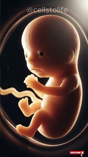 How a Baby Develops Inside the Womb 🫶 | Week 1–40 #fetus #pregnancy #baby