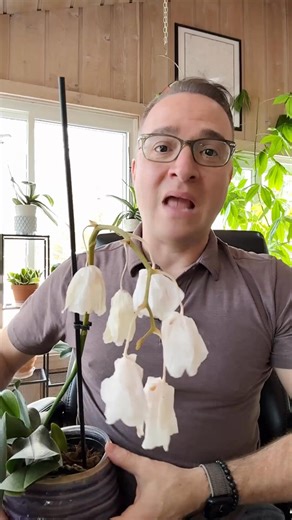 Your orchid has finished blooming...now what do you do with the flower spike? In this case, it's starting to yellow, so I will show you two options. | Ohio Tropics Houseplant and Garden Care