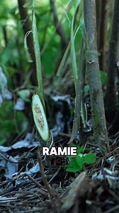 How Ramie Is Turned Into the Coolest Fabric for Summer #ramie #planttofabric #fblifestyle | Tactile Creation Lab