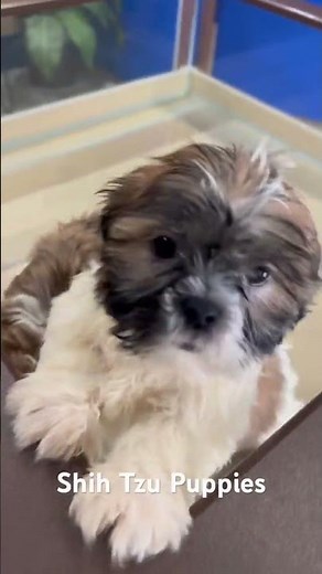 **Perfect Size:** Not too big, not too small – the Shih Tzu is the Goldilocks of dog breeds.