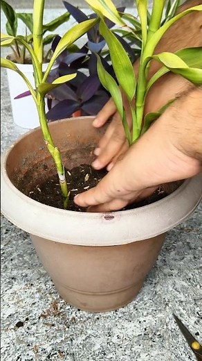Lucky Bamboo Plant Care & Repotting ✨ #shortvideo #plants #homegardening #plantcare #flowers