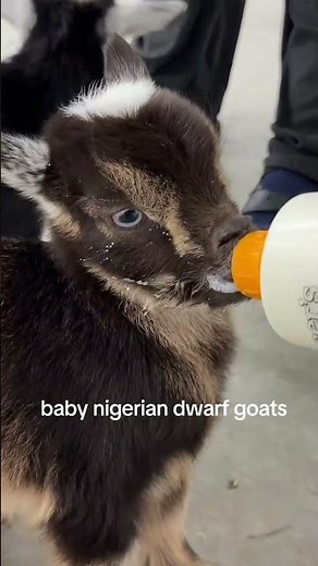 Mini Nigerian dwarf goats