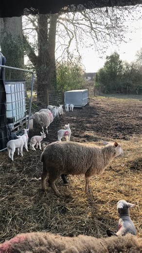 Spring Adventures with Baby Lambs on the Farm