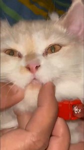 Bella's Cutest Moment Will Melt Your Heart #kitten #cute