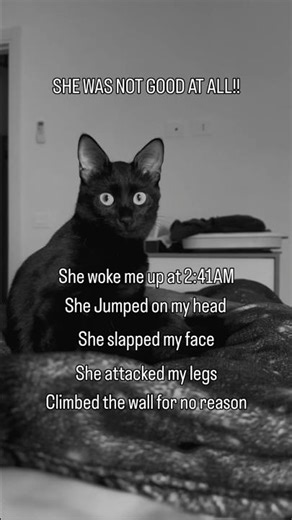 HA! Got em 😏 #lifewithcats