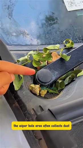 Small Cover, Big Protection for Your Car | Phoenix Nursery