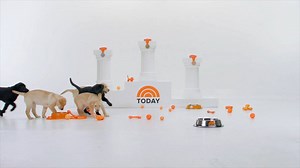 We can't wait for you to meet the new TODAY puppy! | Today Show