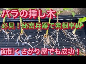 [Rose Cuttings] Must-see! A secret weapon that achieves a 70% rooting rate even for those who don...