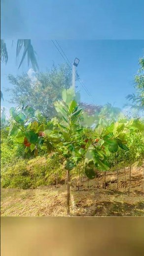 Tropical Almond tree at Numz Garden It is a fast-growing Shade Tree