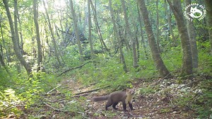 Un bel video che ha come protagonista un soggetto che raramente abbiamo filmato di giorno, la #faina. Nelle riprese notturne possiamo osservare diversi comportamenti: dapprima il mustelide trasporta una preda, poi si abbevera alla pozza e marca il territorio. Parco Nazionale dei Monti Sibillini Rewilding Europe Rewilding Apennines | L'occhio nascosto dei Sibillini