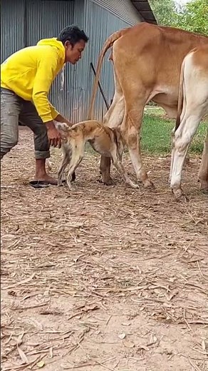 Successful breeding of dogs and cows