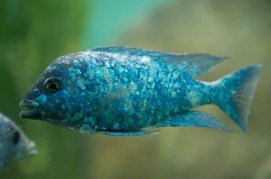 Star Sapphire Cichlid (Phenochilus Tanzania): Care Guide - Fish Laboratory
