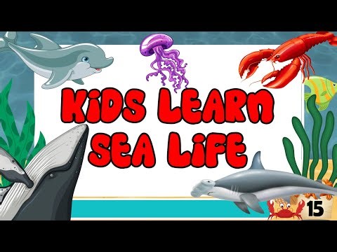 KIDS LEARN | Sea Animals | English Vocabulary