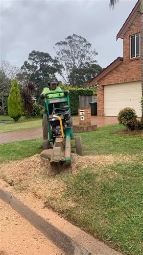 🌲 Say Goodbye to Ugly Tree Stumps! 🌿 At David’s Mowing Sydney NSW, we provide professional tree stump grinding services to clear your yard safely and efficiently. 🌟 Remove unwanted stumps, reclaim your garden space, and keep your property looking neat and beautiful! 💪✨ #DavidsMowingSydney #TreeStumpGrinding #trees #gardening #satisfying #sydney #usa #love #transformation | David's Mowing Sydney NSW
