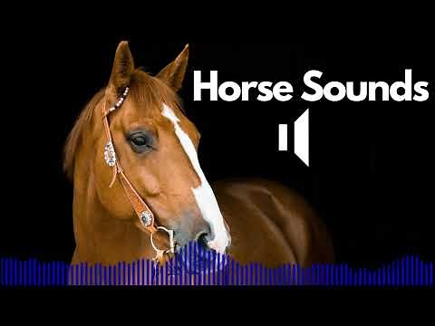 Horse Sound Effects (Neigh / Galloping / Snort / Eating) | No Copyright | Free