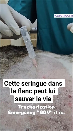 Un chien en train de mourir… mais cette seringue va lui sauver la vie