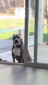 800K views · 10K reactions | This dog saw the invisible door 藍 #InvisibleDoor #FunnyDog #DogTricks #HilariousMoments #PetComedy #DogAntics #UnexpectedReaction #PetHumor #DogFails #FunnyPets | Brandon Parker | Facebook