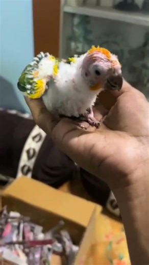 # preeti little baby song # cute sun conure parrot chick available for sale