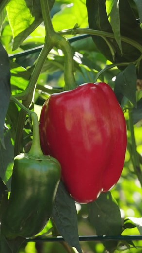 Your garden’s waiting! Get growing with Burpee.