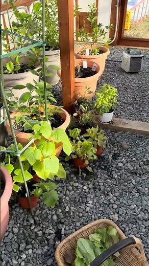 Harvesting Fresh, Crisp Lettuce in Winter from My Greenhouse 🌱❄️