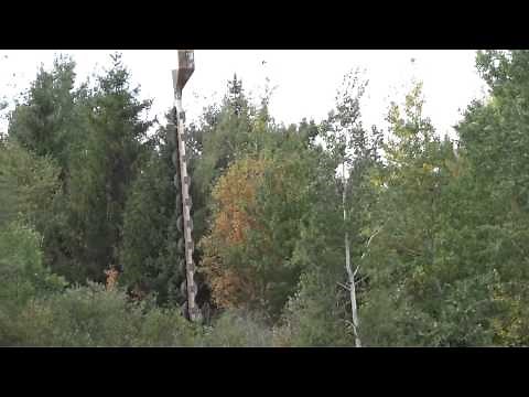 Trimming trees by power line with helicopter