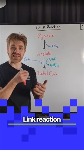 2.2K views · 62 reactions | OCR A-Level Biology - Link reaction explained #joedoesbiology #alevels #biology #myedspacebiology #myedspace | Myedspace Biology | Facebook