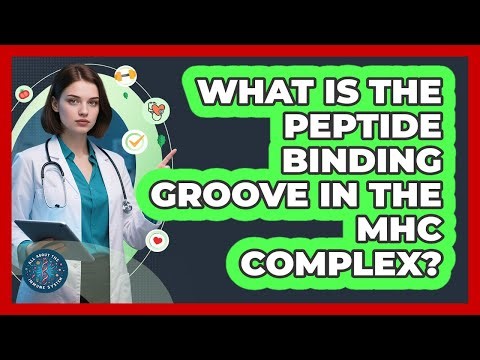 What Is The Peptide Binding Groove In The MHC Complex? - All About the Immune System