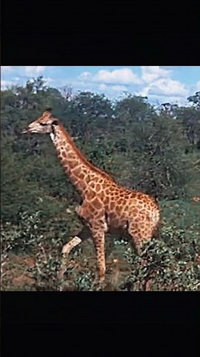 Marula Fruit and its effects on animals