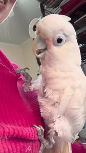 22K views · 1.2K reactions | Just another day in paradise with Boo,...