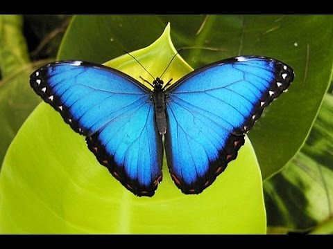 The Butterfly Farm in St Maarten