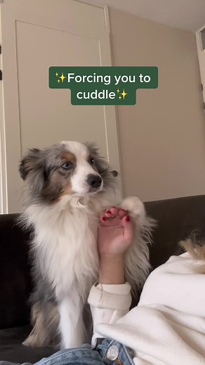 Thinking About Getting a Mini Aussie? What You Need to Know!