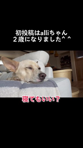 SNSで里親募集で我が家に迎えてから2年が経ちました。 相変わらず警戒心は強いですが、ご飯の後は警戒心弱めですw