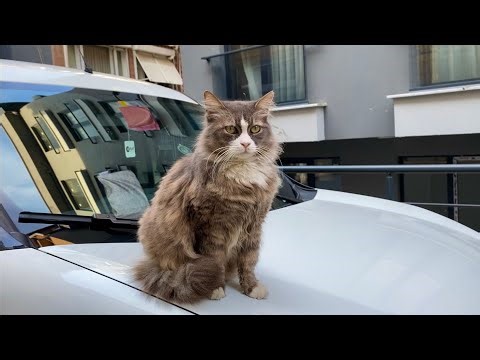 Incredibly beautiful cats living on the street. I gave them food.