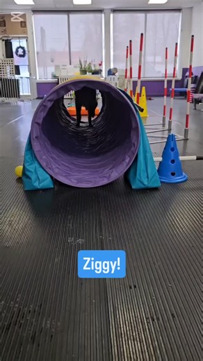 Cindy VanFrankfoort CPDT-KA on Instagram: "#teamfidodogtraining2018 #teamfidodogtraining #malinoispuppy #setyourdogupforsuccess"