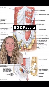 Did you know your fascia could be playing a hidden role in erectile dysfunction? Fascia is the body’s connective tissue network—it wraps around your muscles, organs, blood vessels, and nerves. When this tissue becomes restricted from injury, inflammation, or chronic tension/poor posture, it can affect blood flow and nerve communication… especially in the pelvic region. For men, restricted fascia in areas like the inner thighs, lower abdomen, and pelvis can compress the nerves and arteries respon