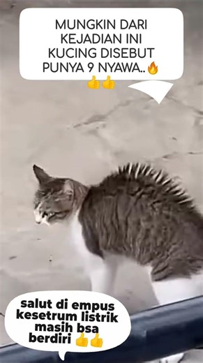 mungkin ini ceritanya kucing disebut puya 9 nyawa 👍🔥👍⚡