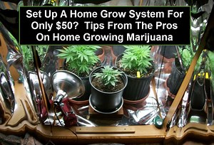 How do you set up a marijuana grow on $50, read this https://cannabis.net/blog/how-to/growing-marijuana-at-home-for-only-50 | Cannabis.Net
