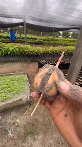 Cómo se trasplanta una semilla de aguacate correctamente 🌱🥑 | Agro-Injertos Jaiver