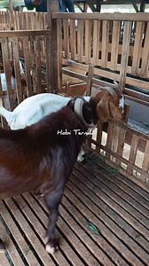 Let's Continue...Boer Goat Reproduction Process | Hobi Ternak