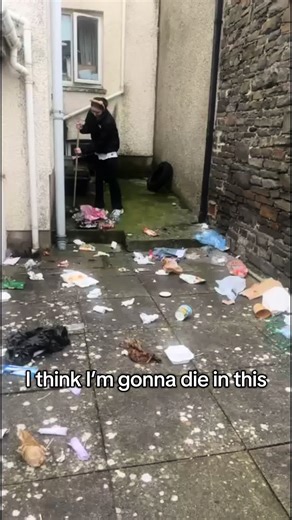 The Truth About Seagulls: Dirty Mingers of Aberystwyth