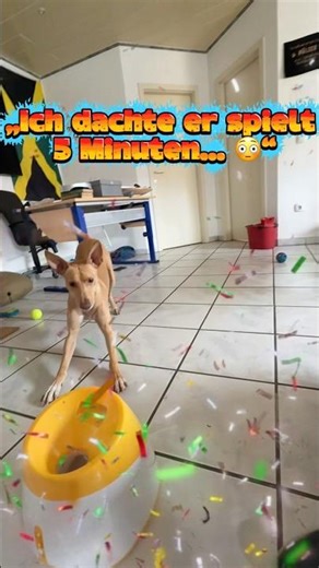 „Ich dachte er spielt nur kurz… 😳🐶 (Fehler!)“