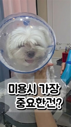 상처없이 안전하게 미용하는 #강아지 #애견영상 #pets #dog