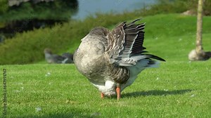 Geese are cleaning their feathers near lake in park. Greylag goose is species of large in waterfowl family anatidae. Domestic bird anser anser pluck and purify fluff among green lawn. Life poultry.