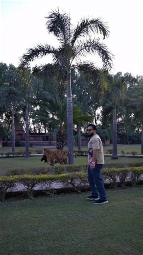 Big Tiger Run Away From My Hand | Nouman Hassan