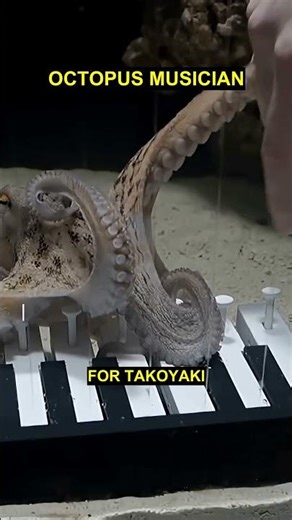 Swedish man teaches pet octopus to play piano
