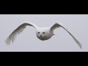 The Arctic Ecosystem