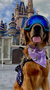 Here's why this Golden Retriever works at Disney! | Rocky Kanaka