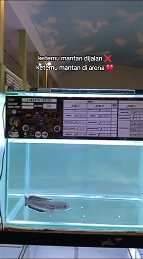 baik baik di owner barumuu🥺💔 #sempak_official #limbatapridekuningan #kontestegal #konteschanna